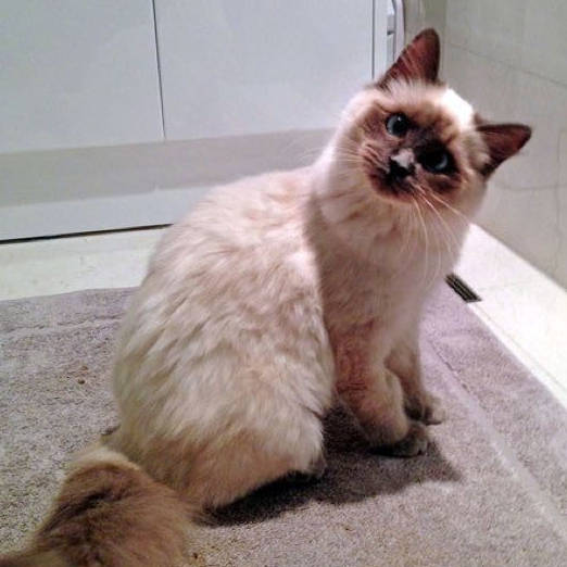 cat