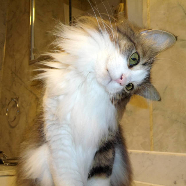 kitty
