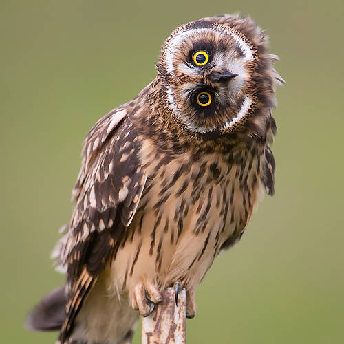 owl
